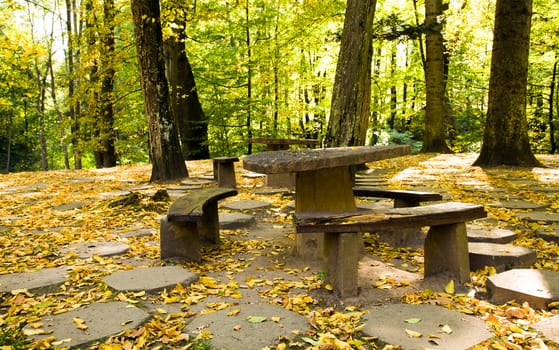 trees growing in a park in the autumn of the year