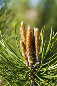  small brown sprouts of a fir-tree. small sharpness. focus on brown sprouts