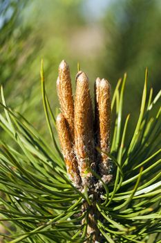  small brown sprouts of a fir-tree. small sharpness. focus on brown sprouts