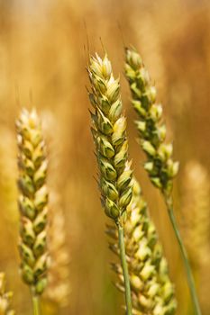   the photo a close up of ears of a rye. small depth of sharpness