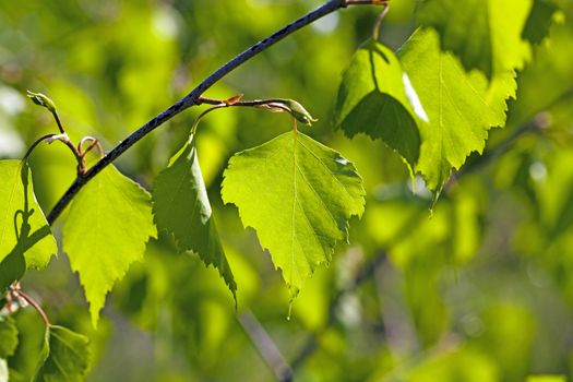  the green leaves of a birch photographed by a close up. small depth of sharpness, sunlight behind a tree