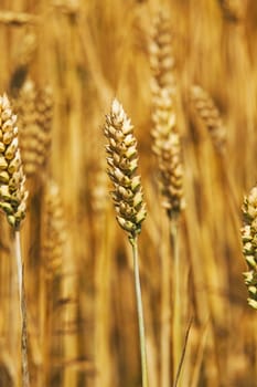  some ears of a ripening rye photographed by a close up