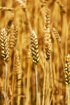 turning green rye - photographed by a close up