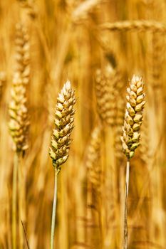  some ears of a ripening rye photographed by a close up