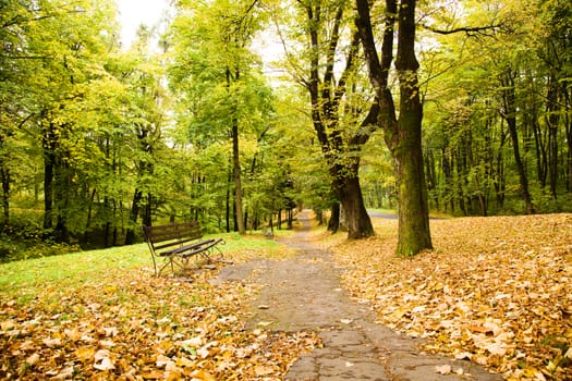 deciduous trees growing in the autumn of the year