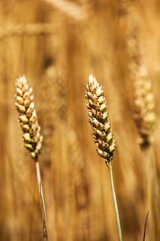   an ear of a mature rye. photo close up, small depth of sharpness