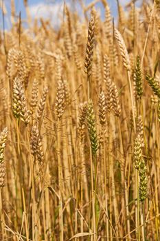   the photo a close up of ears of a rye. small depth of sharpness