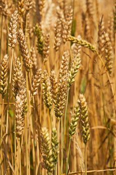 field, on which grow grain during harvest company