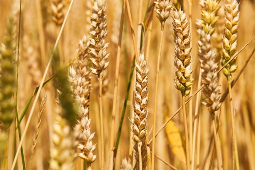 field, on which grow grain during harvest company