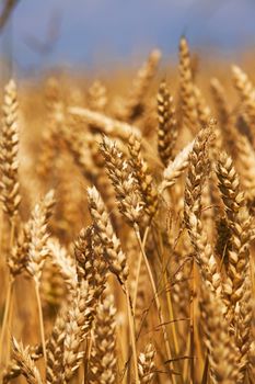 field, on which grow grain during harvest company