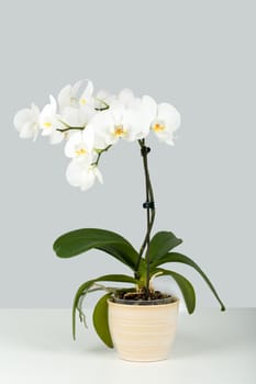 Branch of white orchid in pot on grey background