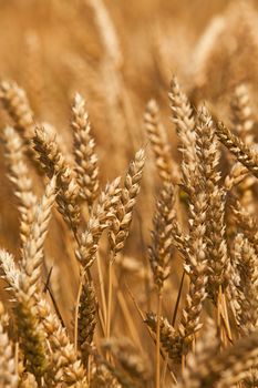   the photo a close up of ears of a rye. small depth of sharpness