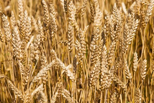 field, on which grow grain during harvest company