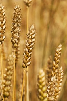 field, on which grow grain during harvest company