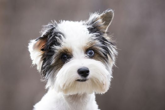 cheerful little tricolor puppy