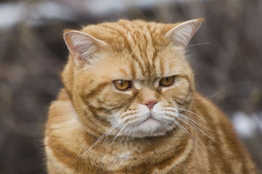 cat wearing a collar sitting on the grass