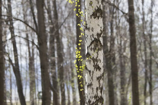 trunk of a birch tree with green branch in spring forest