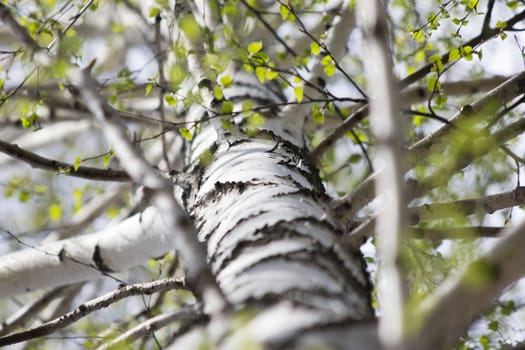 trunk of a birch tree with green branch in spring forest