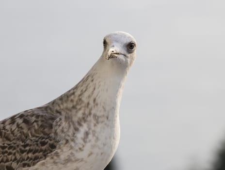 seagull looking at the camera