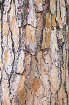 texture of pine bark