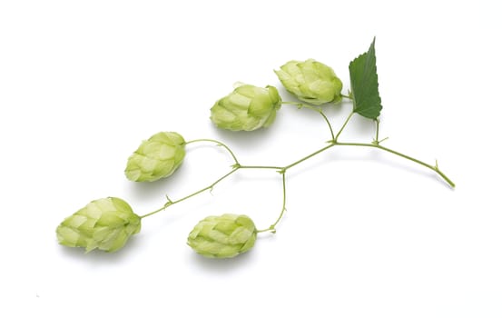 hop cones on a white background