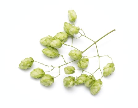 hop cones on a white background