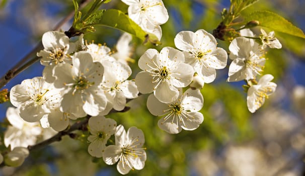  the small flowers of an apple-tree photographed by a close up. small depth of sharpness