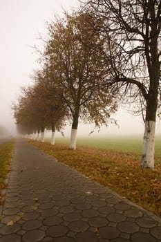 deciduous trees growing in the autumn of the year