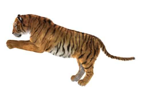 3D digital render of a tiger isolated on white background