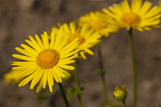  three yellow camomiles photographed by a close up. focus on the first camomile