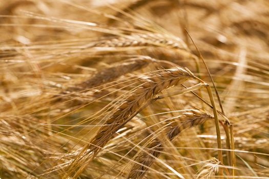 field, on which grow grain during harvest company