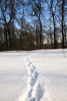  the traces of last person left on snow. winter season