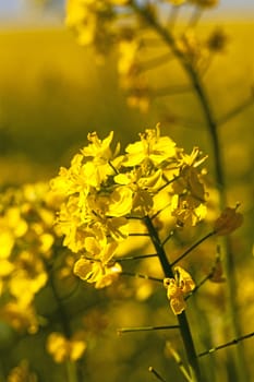  the flower of a colza photographed by a close up. spring