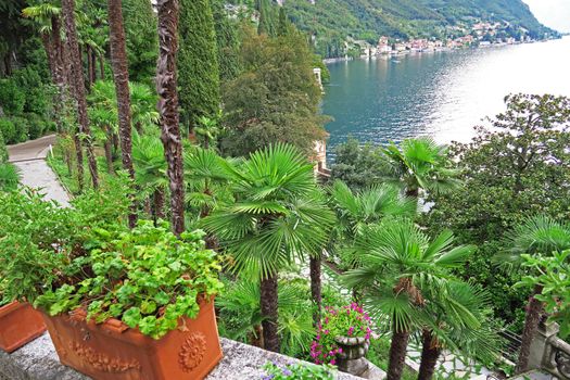 Beautiful  view of plants on the shore of Como lake,Italy                   