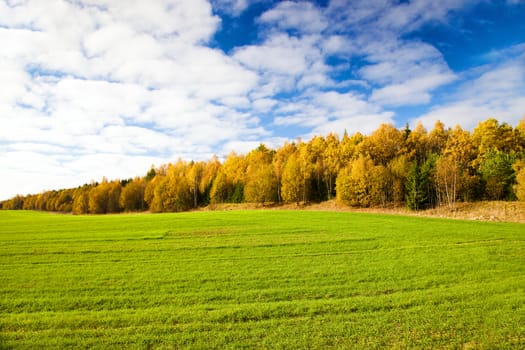 agricultural field where grow green unripe grains