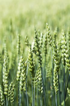 agricultural field where grow green unripe grains