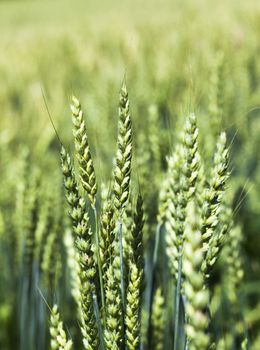   the barley photographed by a close up. small depth of sharpness