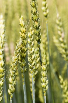  the barley photographed by a close up. small depth of sharpness