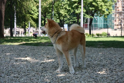 Akita Inu puppy posing in dog park