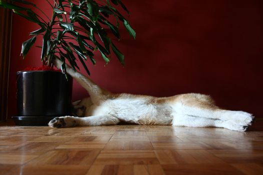 Lazy Akita Inu puppy snoozing on the parquet
