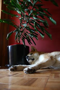 Lazy Akita Inu puppy snoozing on the parquet