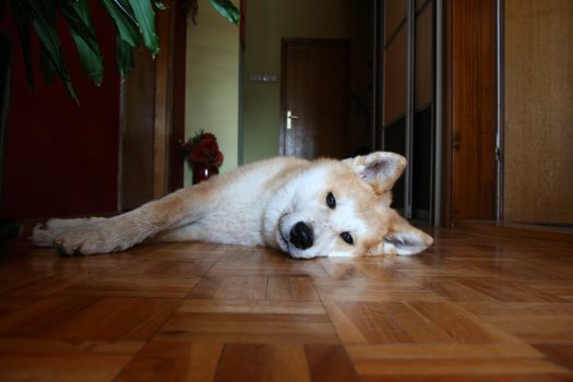 Lazy Akita Inu puppy lying on the parquet