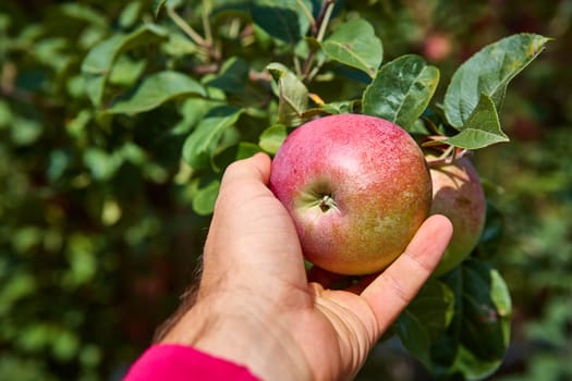 Organic apple tree with apple. Shallow dof