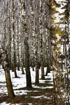 trees growing in the forest in winter