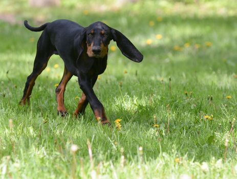 black and tan coonhound on the grass