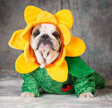 bulldog wearing a flower costume