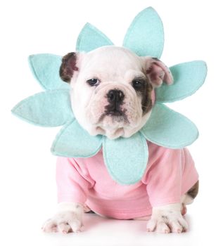 female bulldog puppy dressed in flower cosume on white background