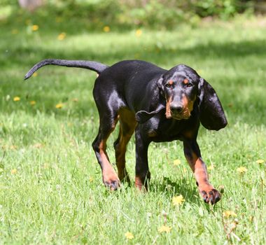 black and tan coonhound on the grass