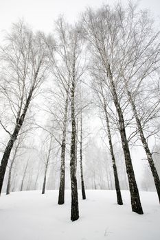  the birches growing in the wood in a winter season