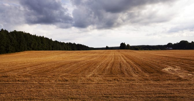  an agricultural field on which reaped wheat crop